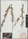 Foto von Salix alba L.